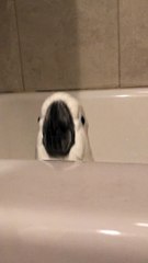 Umbrella Cockatoo Jumping in Tub