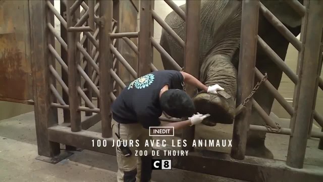 100 jours avec les animaux de Thoiry - 10 juillet