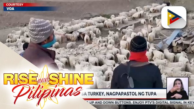 Afghan refugees sa Turkey, nagpapastol ng tupa