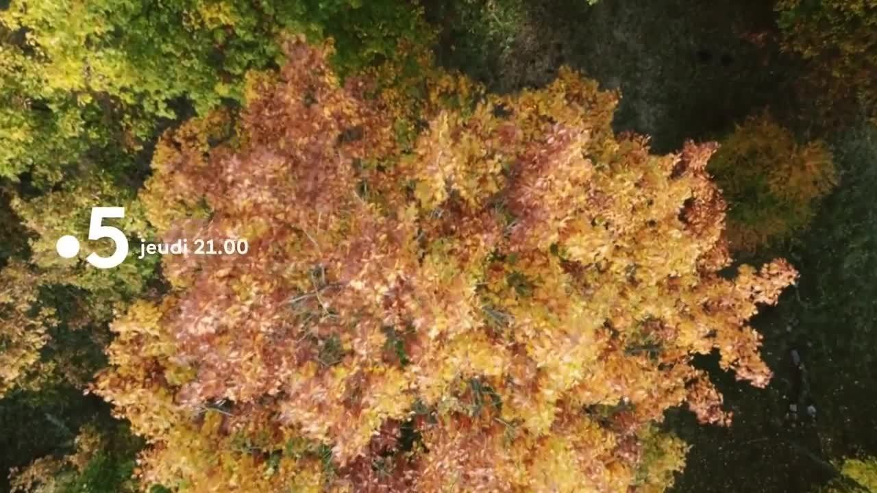 Le génie des arbres - 14 mai