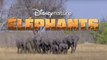 Elephants sur Disney+ : L'extraordinaire migration des géants d'Afrique