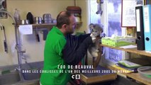 Zoo de Beauval   dans les coulisses de l'un des meilleurs zoos du monde - 6 mars