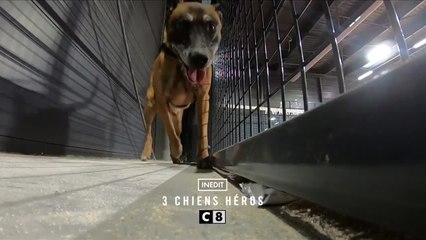 3 chiens héros - 13 mars