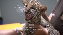 La tanière, le zoo-refuge de l'espoir - 21 février