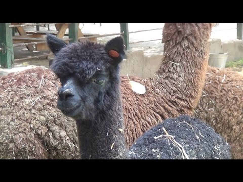 حيوان جديد بحديقة الحيوان