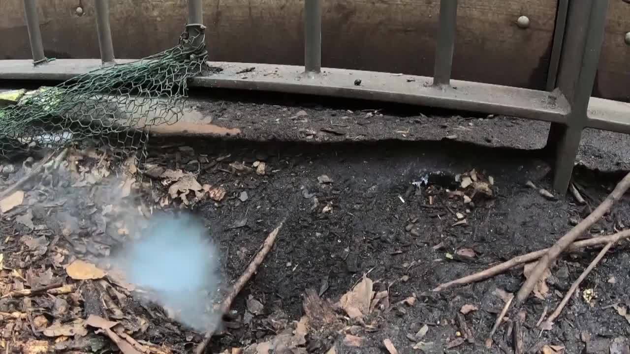 2050 (W9) : découvrez la méthode innovante de cet homme pour chasser les rats