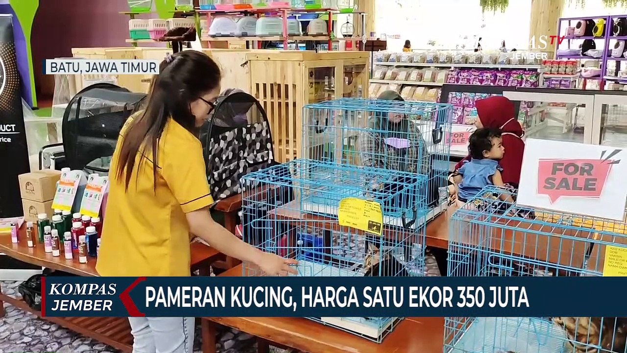 Pameran Kucing di Batu, Harga Satu Ekor Mencapai 350 Juta