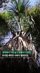 [30초뉴스] 브라질 세하두 열대초원 1년새 서울 14배 면적 사라져