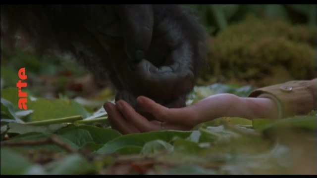 Gorilles dans la brume - 20 janvier