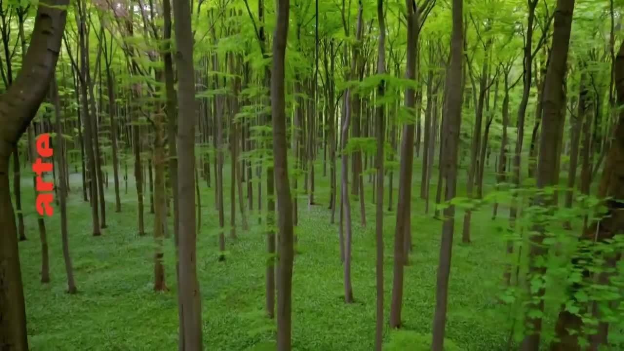 Le murmure de la forêt - 18 janvier