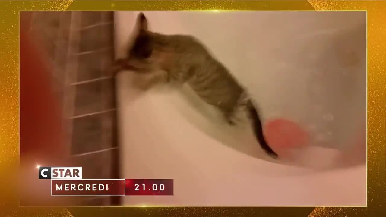 Le grand bêtisier des animaux - 1er janvier