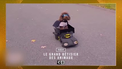 Le grand bêtisier des animaux - 28 décembre