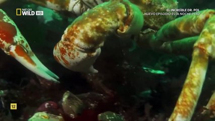 Los gigante de las islas Auckland. Documental.