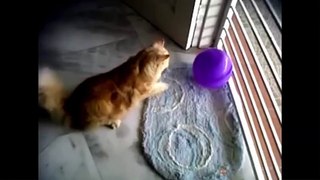 Cat Reaction to Playing Balloon - Funny Cat Balloon Reaction Compilation 2022