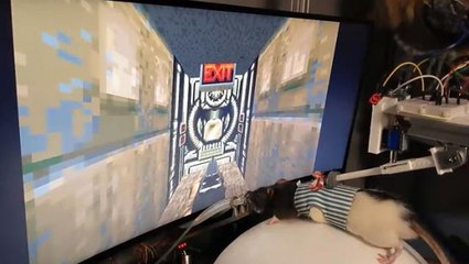 Bu da oldu! Elon Musk'a özenen bilim insanı, farelere bilgisayar oyunu oynamayı öğretti