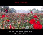 লক্ষ লক্ষ গোলাপ ফুল - সাভার, গোলাপ গ্রাম - Rose Village - Free Motion By Firoz Hasan