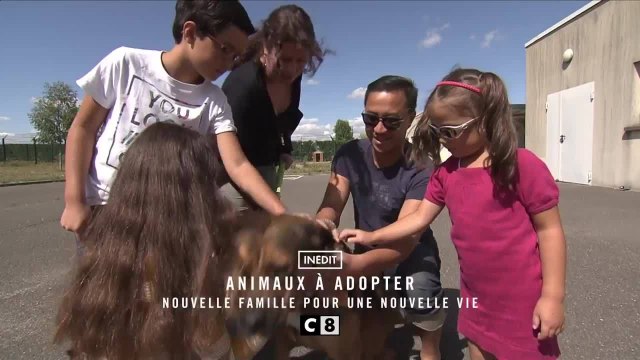 Animaux à adopter nouvelle famille pour une nouvelle vie - 8 novembre