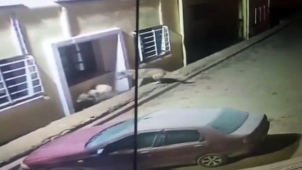 Kurtlar, köpeği alıp götürüyorlardı! Son anda hiç hesaba katmadıkları bir şey oldu