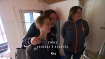 Animaux à adopter - 1 novembre