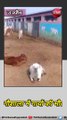 उज्जैन : गौशाला में गायों की मौत, भूख-प्यास से मौत का आरोप....