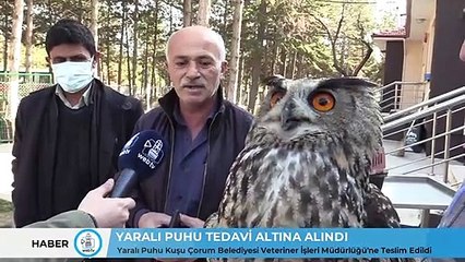 Dev Puhu Kuşu, Görenleri Şaşkına Çevirdi