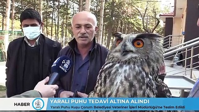 Dev Puhu Kuşu, Görenleri Şaşkına Çevirdi