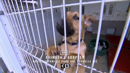 Animaux à adopter   nouvelle famille pour une nouvelle vie - 25 octobre
