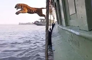 কুমিরমারির সেই বাঘিনিকে ছেড়ে দেওয়া হল পঞ্ছমুখানি জঙ্গলে | Oneindia Bengali