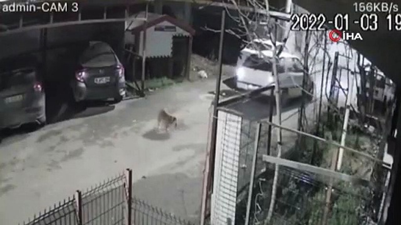 Köpeği ezdi, arkasına bile bakmadan gitti