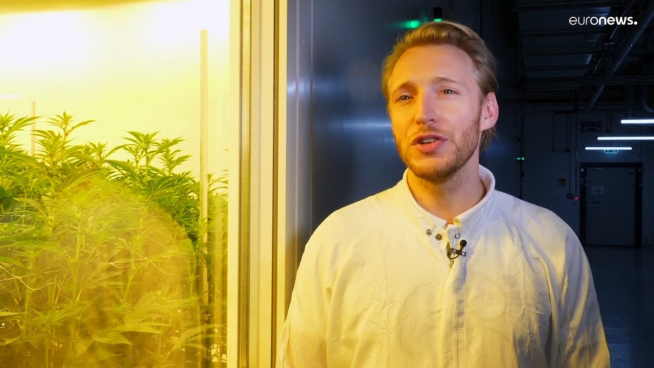 Bald Cannabis 'made in Germany': Start-ups reiben sich die Hände