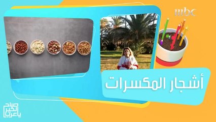 أشجار اللوز في إسبانيا التي يصل عمرها إلى 300 سنة.. اكتشفها مع فرح موسى