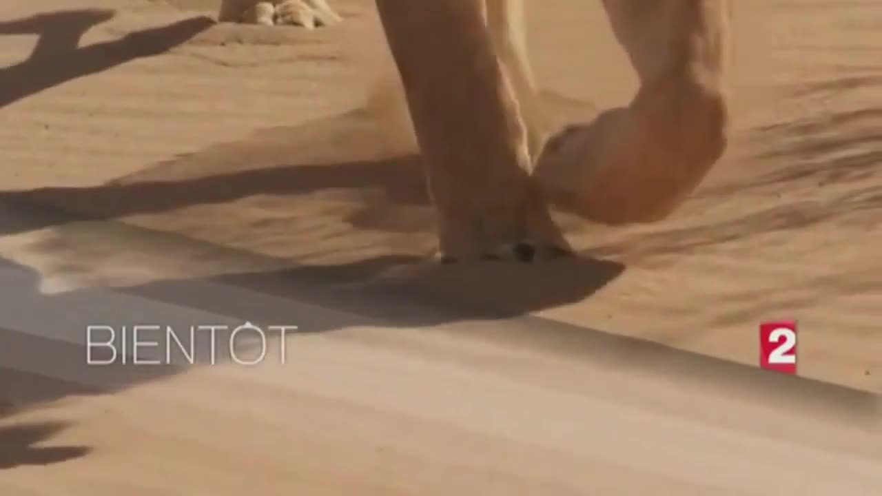 Planète animale