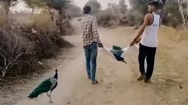 साथी मोर की मौत पर 'अंतिम संस्कार' में शामिल हुआ दूसरा मोर, देखें वायरल VIDEO