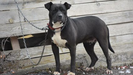 Pitbull ile sokağa çıktı, neye uğradığını anlayamadı