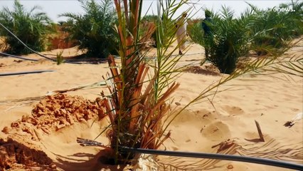 Mauritania, la sfida della Grande Muraglia Verde. Obiettivo combattere la desertificazione