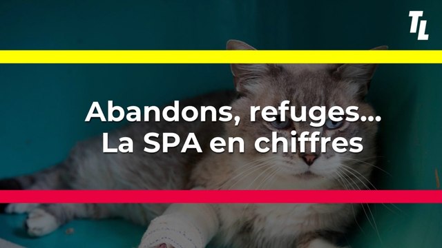 Abandons, refuges... La SPA en chiffres