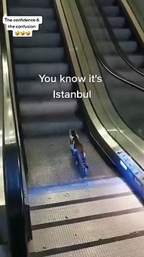 İmamoğlu: İstanbul aynı zamanda dünyanın kedi başkentidir