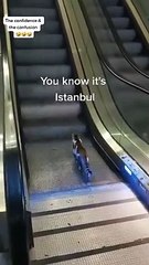 İmamoğlu: İstanbul aynı zamanda dünyanın kedi başkentidir