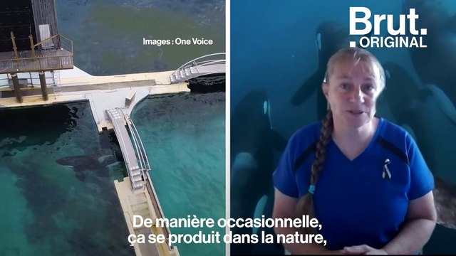 Marineland : la santé des orques toujours préoccupante