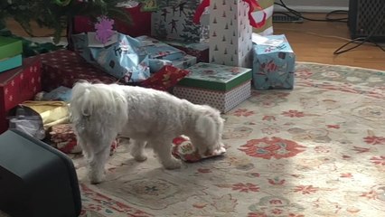 'Fluffy dog is WAY TOO EXCITED to open her Christmas presents '