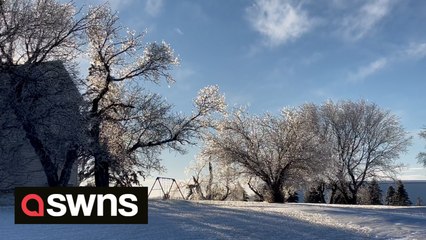 Ice-covered trees twinkle in the sunshine with a blue sky backdrop