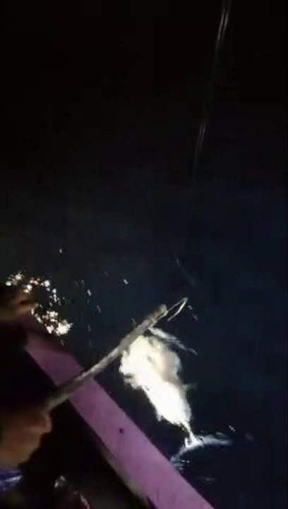 Casting malam hari fishdog