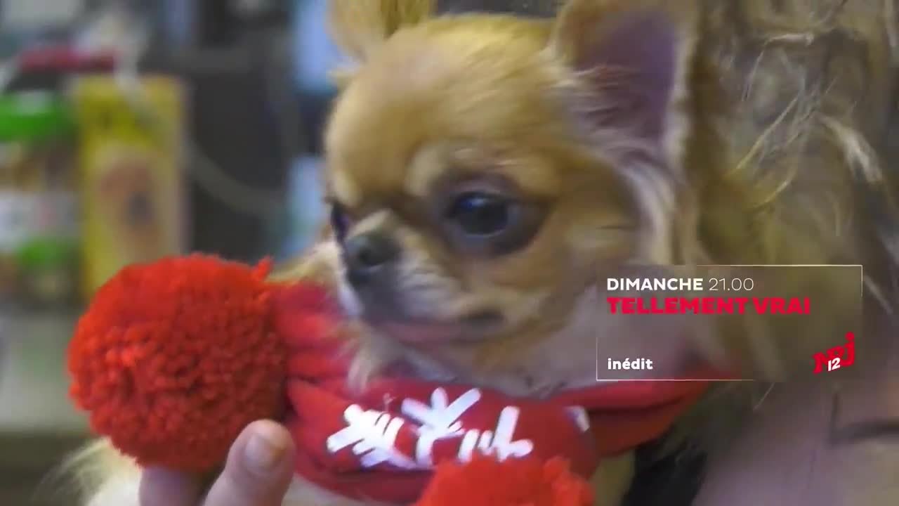 Tellement vrai : Mes animaux passent avant tout