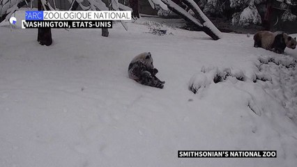 Tempête aux Etats-Unis: le bébé panda Xiao Qi Ji joue dans la neige