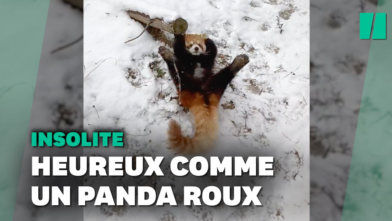 Il n'y a pas plus heureux que ce panda roux dans la neige
