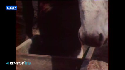 François Mitterrand avec ses ânes dans 30 millions d'amis