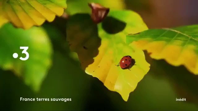 France terres sauvages : La forêt