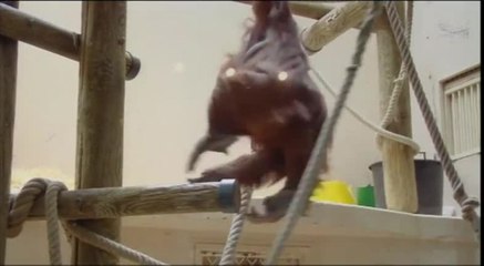 Banggi et les Nénettes - 20 mai