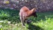 These Wallabies Are Enjoying Their New Home
