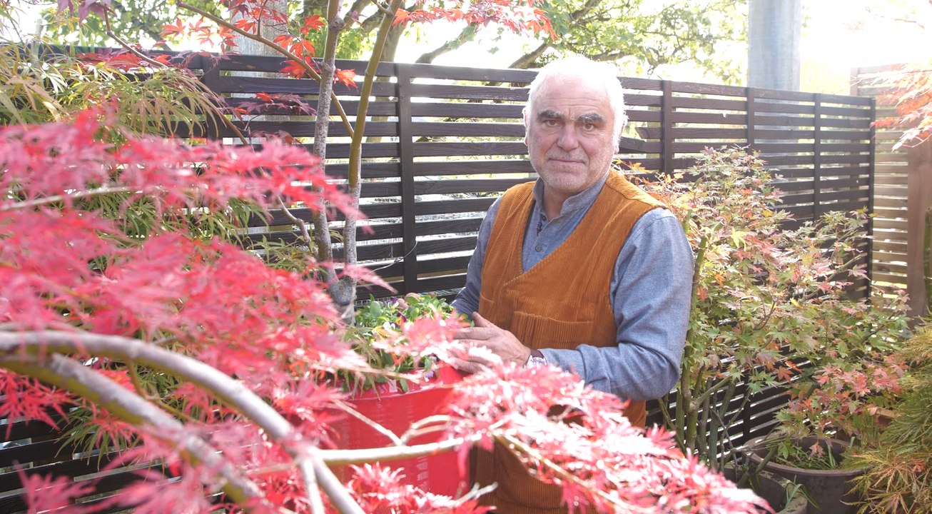 Narcisses, tulipes... comment les planter en jardinière pour le printemps  ?